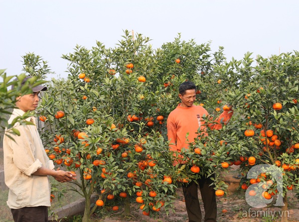 Thu tiền tỷ nhờ trồng cam Canh phục vụ Tết 10