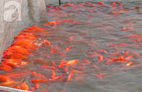 Nam Định: Làng nuôi cá chép đỏ tất bật trước ngày tiễn Táo quân về trời 7