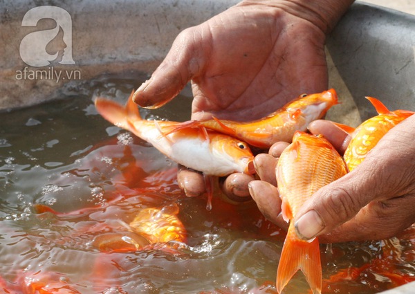 Nam Định: Làng nuôi cá chép đỏ tất bật trước ngày tiễn Táo quân về trời 4