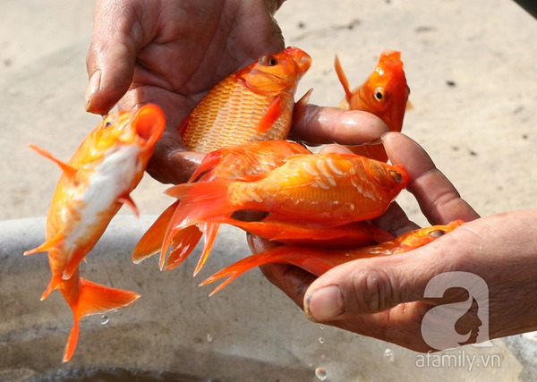 Nam Định: Làng nuôi cá chép đỏ tất bật trước ngày tiễn Táo quân về trời 8