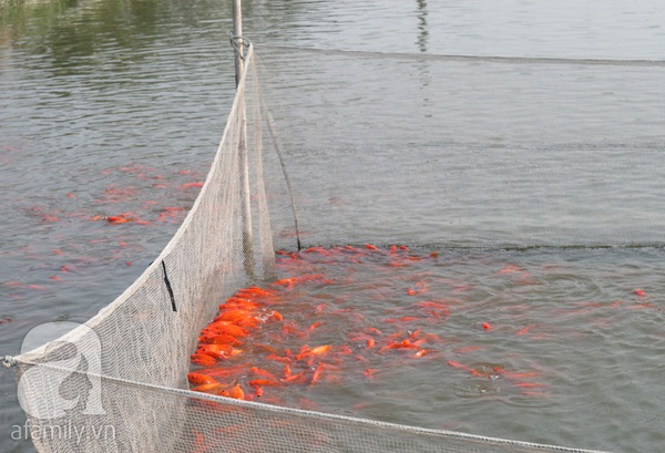 Nam Định: Làng nuôi cá chép đỏ tất bật trước ngày tiễn Táo quân về trời 2