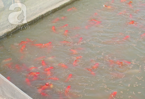 Nam Định: Làng nuôi cá chép đỏ tất bật trước ngày tiễn Táo quân về trời 6
