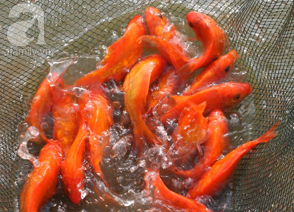 Nam Định: Làng nuôi cá chép đỏ tất bật trước ngày tiễn Táo quân về trời 1