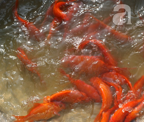 Nam Định: Làng nuôi cá chép đỏ tất bật trước ngày tiễn Táo quân về trời 3