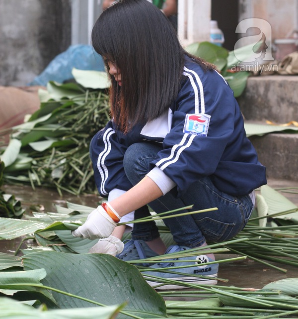 Về nơi hiếm hoi ở Hà Nội trồng lá dong gói bánh chưng kiếm cả trăm triệu dịp Tết 6