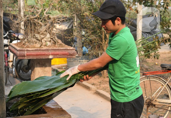 Về nơi hiếm hoi ở Hà Nội trồng lá dong gói bánh chưng kiếm cả trăm triệu dịp Tết 7