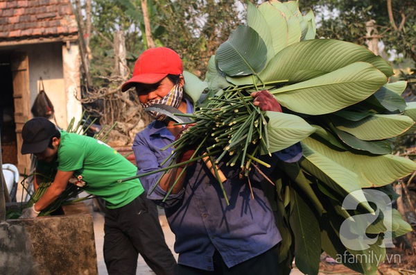 Về nơi hiếm hoi ở Hà Nội trồng lá dong gói bánh chưng kiếm cả trăm triệu dịp Tết 14