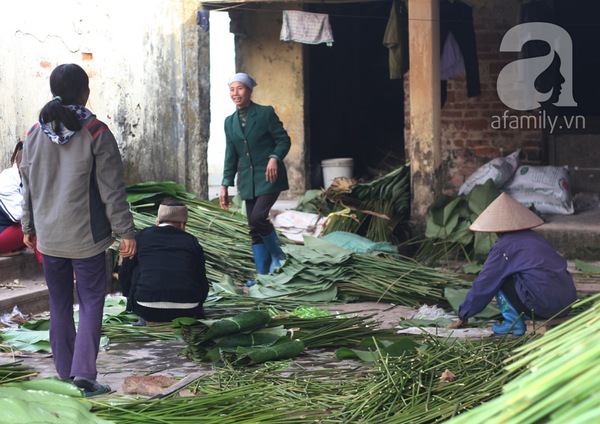 Về nơi hiếm hoi ở Hà Nội trồng lá dong gói bánh chưng kiếm cả trăm triệu dịp Tết 12
