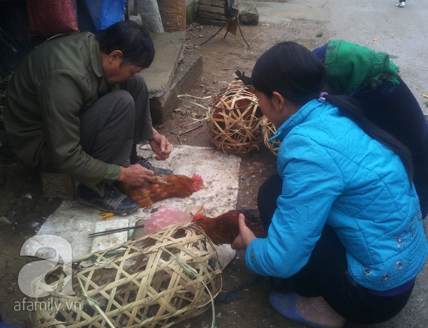 Cao Bằng: Gặp cao thủ... thiến gà Tết 2