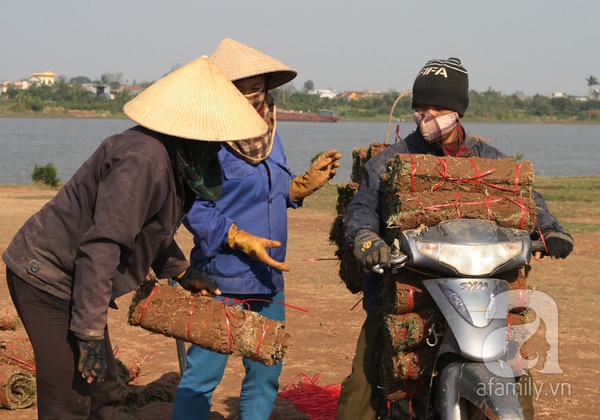 Nam Định: Gặp những người phụ nữ trồng cỏ thu về cả trăm triệu 10