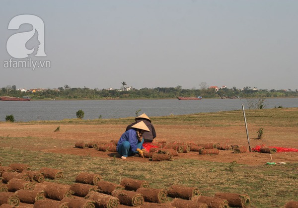 Nam Định: Gặp những người phụ nữ trồng cỏ thu về cả trăm triệu 3