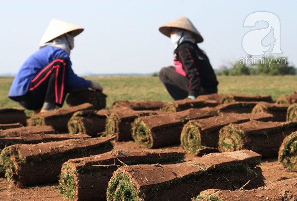 Nam Định: Gặp những người phụ nữ trồng cỏ thu về cả trăm triệu 1