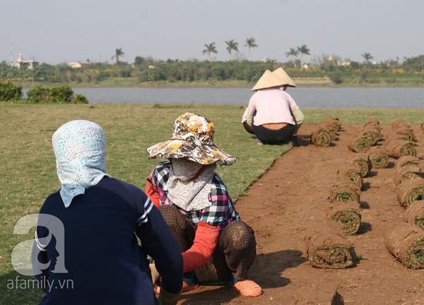 Nam Định: Gặp những người phụ nữ trồng cỏ thu về cả trăm triệu 4