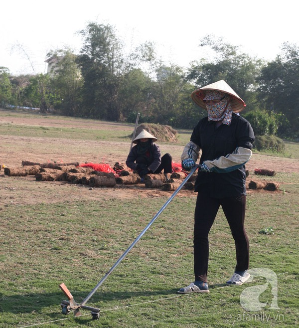 Nam Định: Gặp những người phụ nữ trồng cỏ thu về cả trăm triệu 6