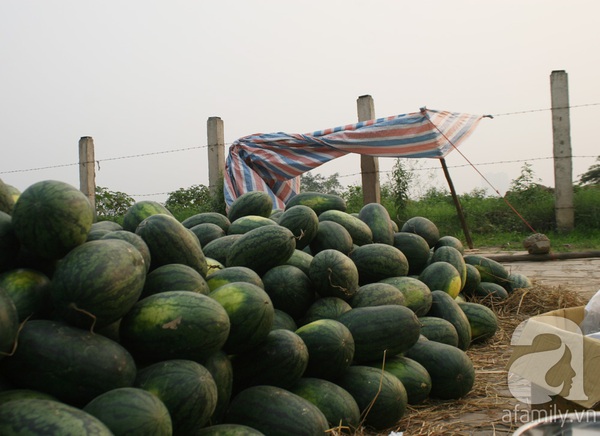 Dưa hấu ùn ứ tại cửa khẩu Tân Thanh đã 