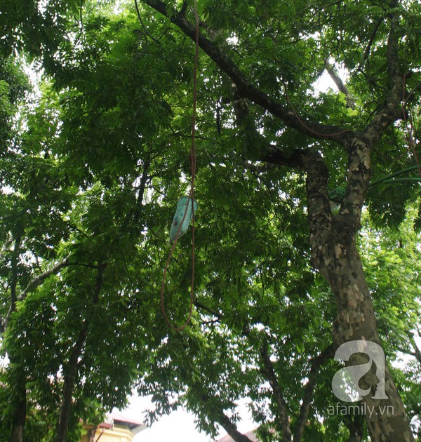 Kiếm 5 triệu đồng/ng&agrave;y nhờ nghề bẻ sấu tại H&agrave; Nội 3