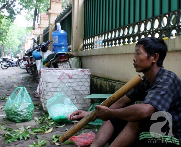 Kiếm 5 triệu đồng/ng&agrave;y nhờ nghề bẻ sấu tại H&agrave; Nội 13