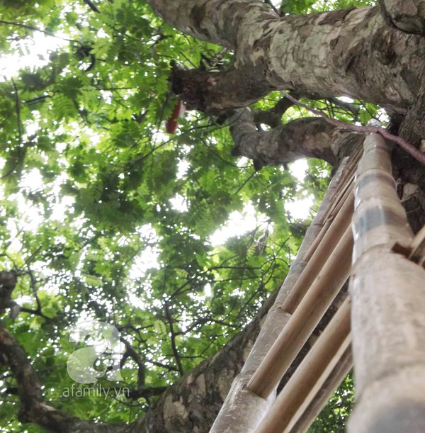 Kiếm 5 triệu đồng/ng&agrave;y nhờ nghề bẻ sấu tại H&agrave; Nội 2