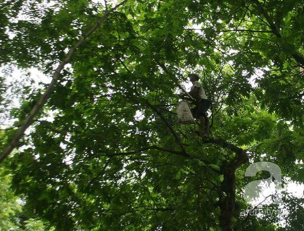 Kiếm 5 triệu đồng/ng&agrave;y nhờ nghề bẻ sấu tại H&agrave; Nội 1