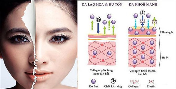 Kết quả hình ảnh cho Tác dụng của mỹ phẩm chứa collagen.