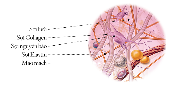 bá» sung collagen