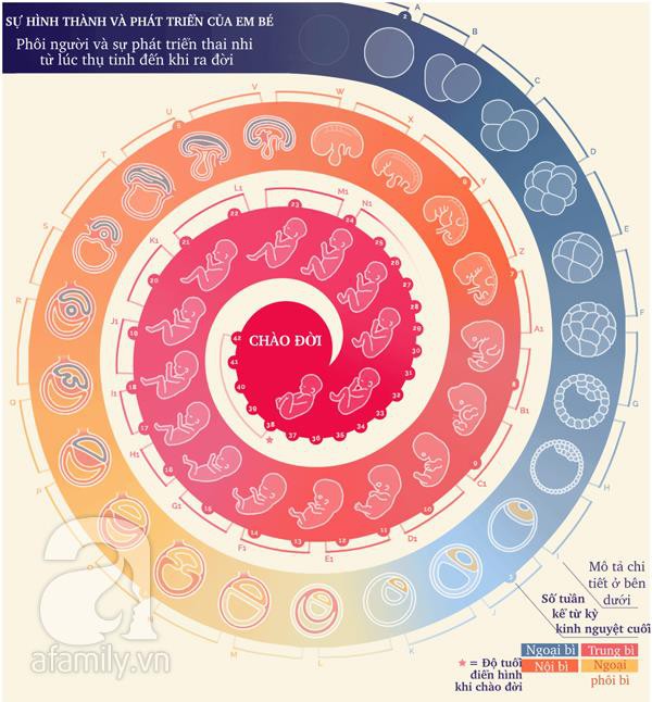 ảnh minh họa sự phát triển của thai nhi