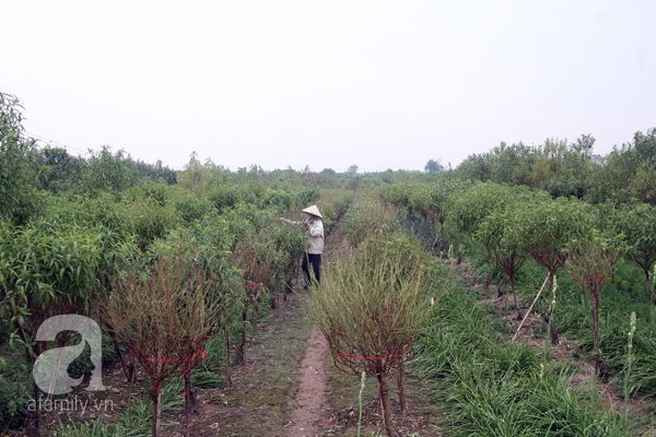 hoa đào nhật tân