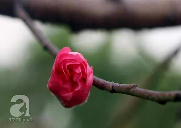 hoa đào nhật tân