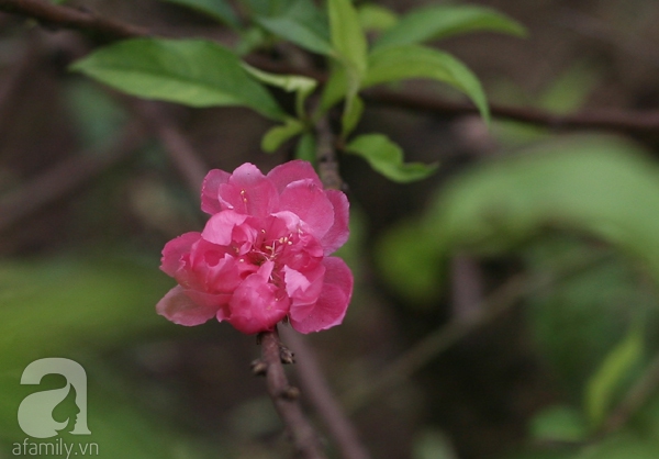 hoa đào nhật tân