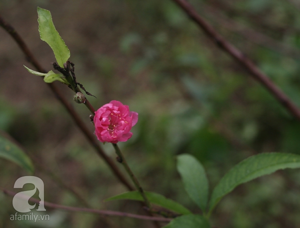 hoa đào nhật tân