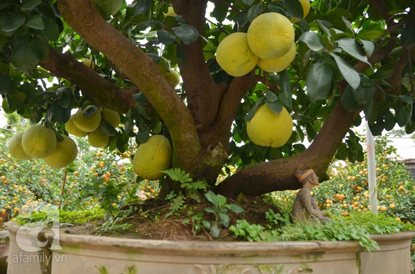 bưởi bonsai