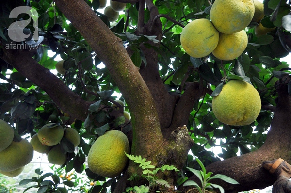 bưởi bonsai