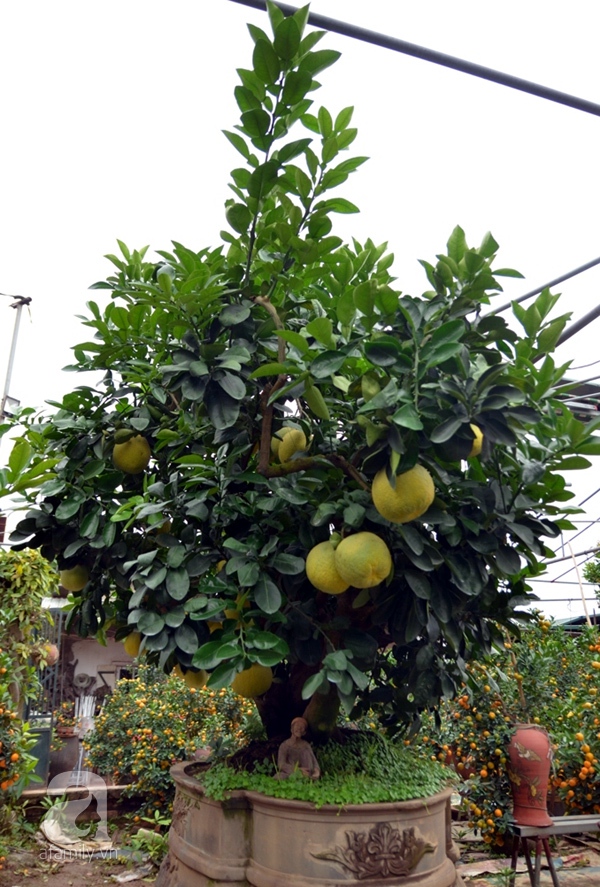 bưởi bonsai