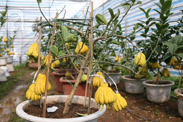 phật thủ bonsai