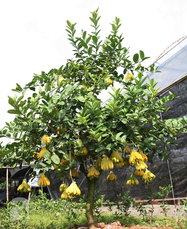 phật thủ bonsai