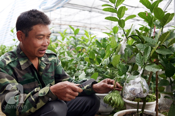 phật thủ bonsai