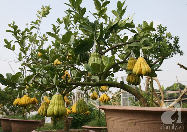 phật thủ bonsai