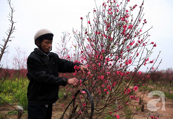 Đào nhật tân