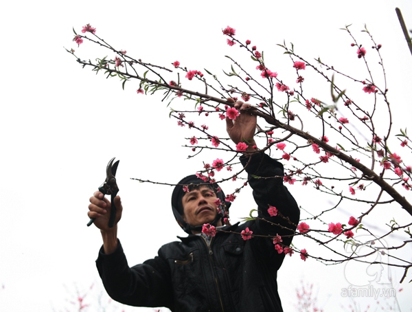 Đào nhật tân