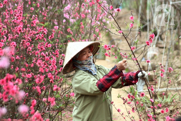 Đào nhật tân