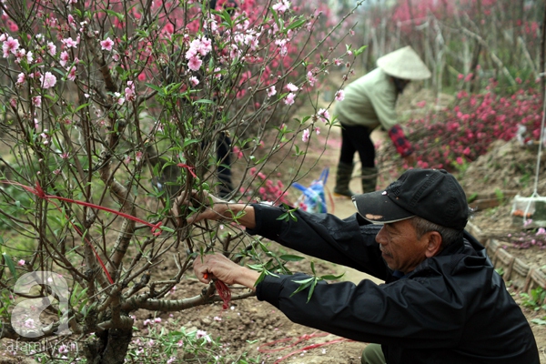 Đào nhật tân