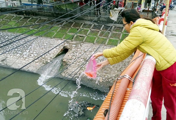 thả cá chép sông tô lịch