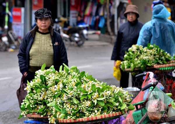 hoa bưởi