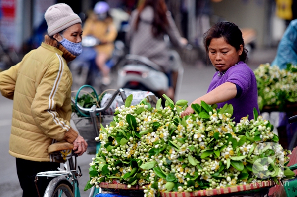 hoa bưởi