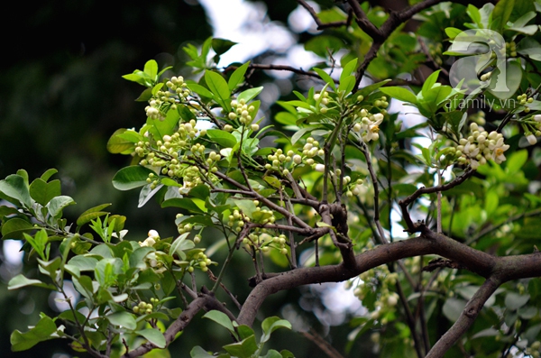 hoa bưởi