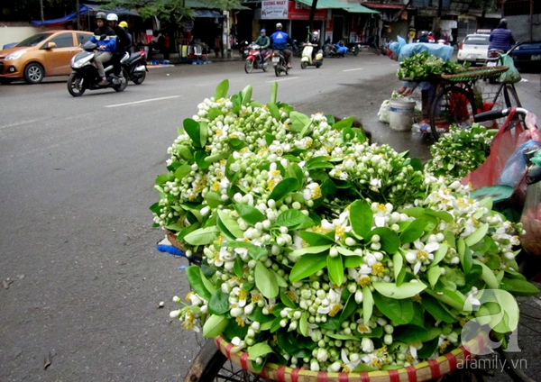 hoa bưởi