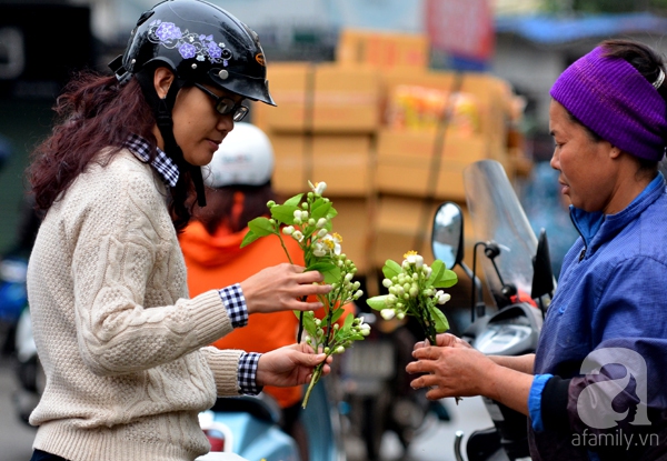 hoa bưởi