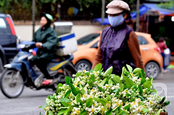 hoa bưởi