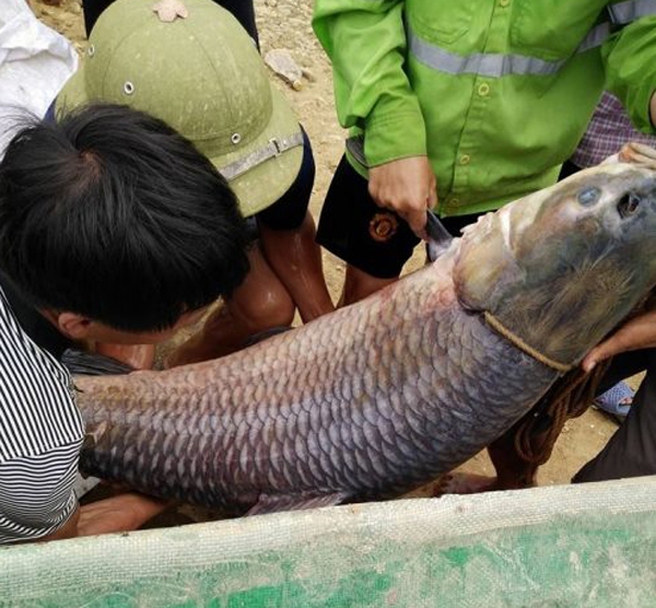 cá trắm