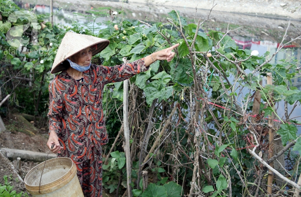 trồng rau sạch